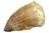 Bargain, Fossil Mosasaur (Thalassotitan) Tooth - Morocco #364058-1